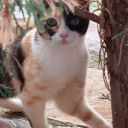 Apollo Romantic Sea View * Kivérion