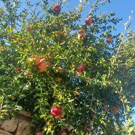 Apollo Romantic Sea View *