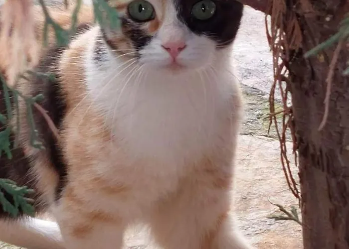 Apollo Romantic Sea View * Kivérion