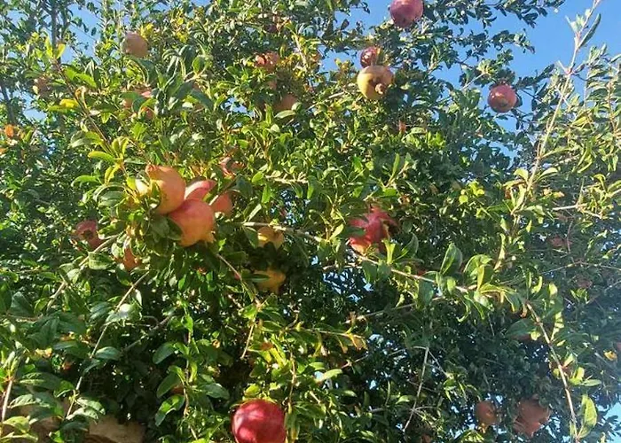 Apollo Romantic Sea View *